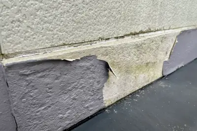 外壁のコケ・カビ